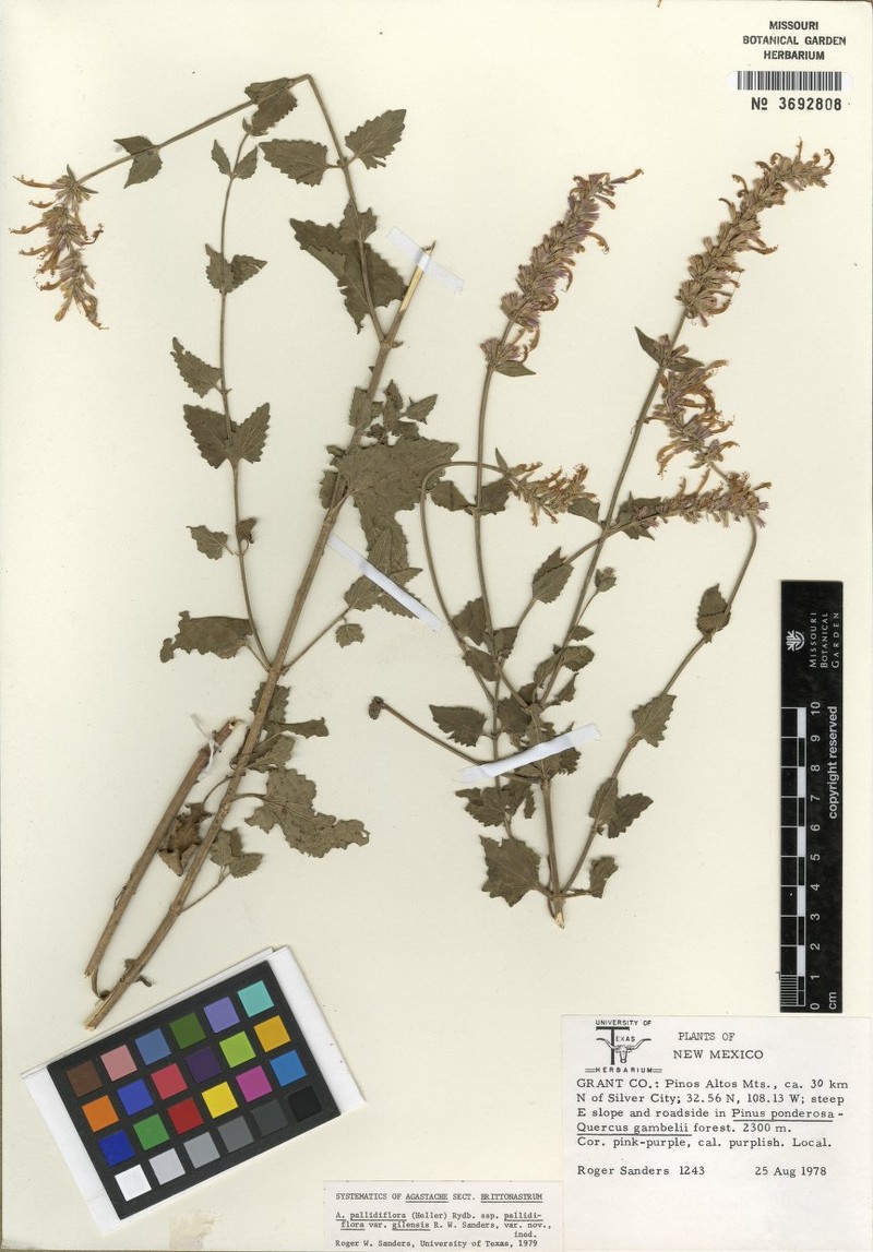 Agastache pallidiflora var. gilensis photo 3