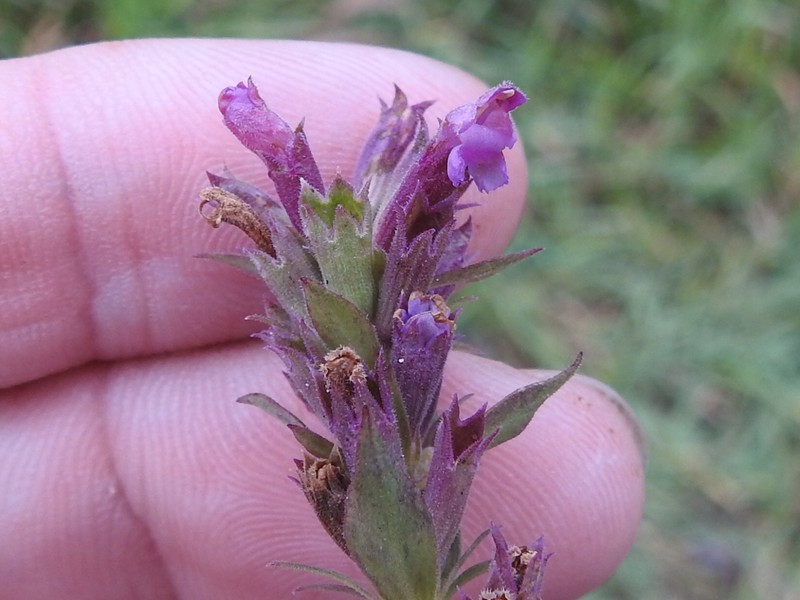 Agastache pallidiflora var. greenei