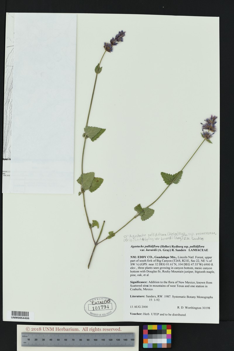 Agastache pallidiflora var. harvardii