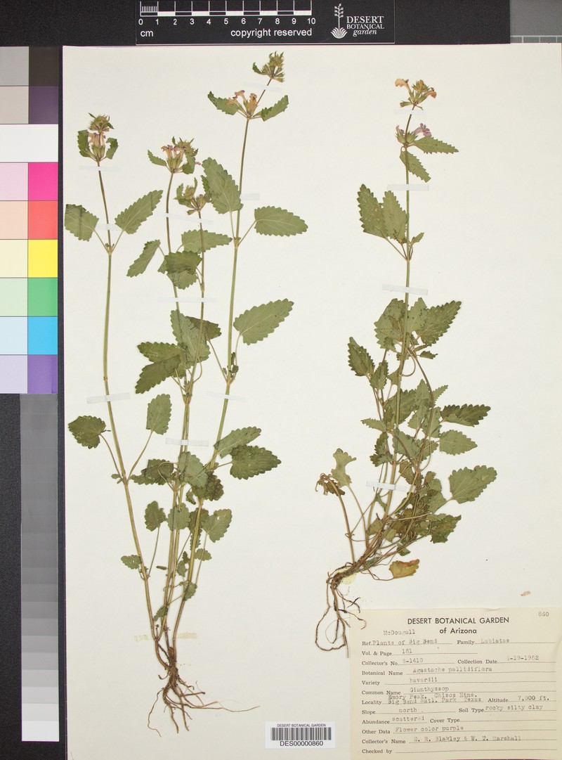 Agastache pallidiflora var. harvardii photo 2