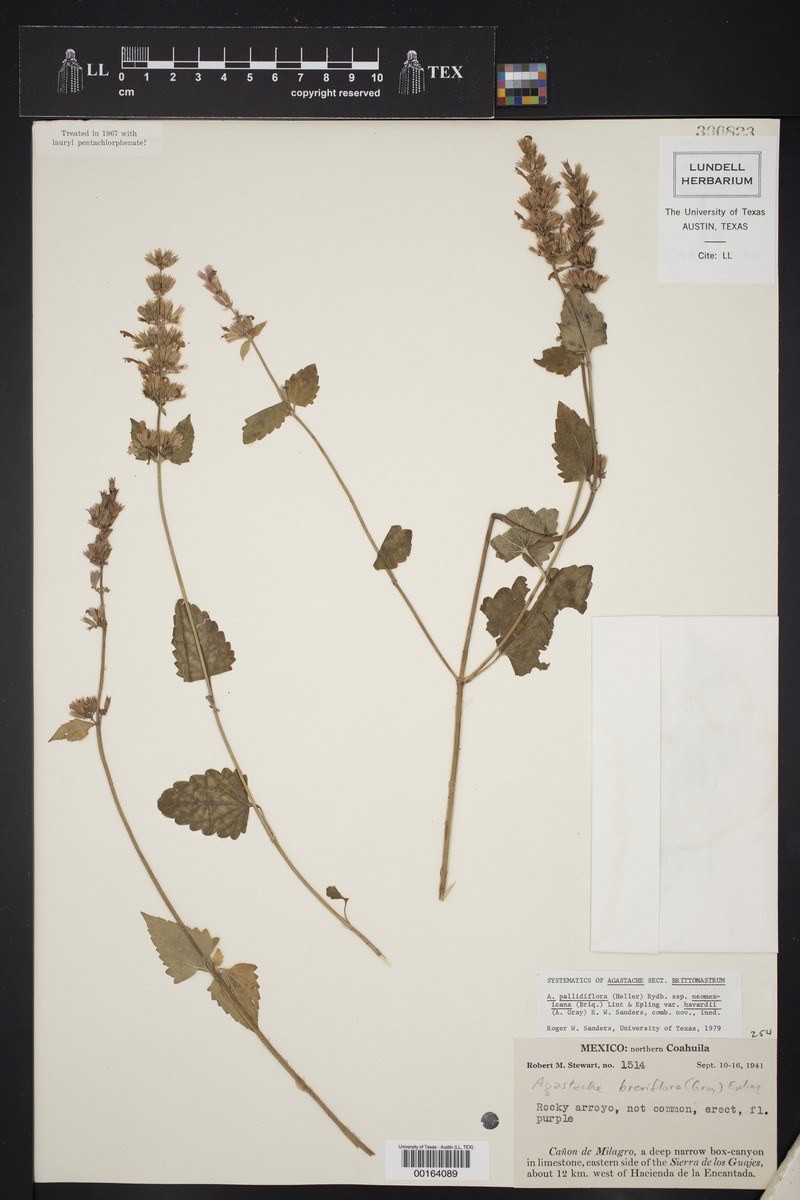 Agastache pallidiflora var. harvardii photo 3