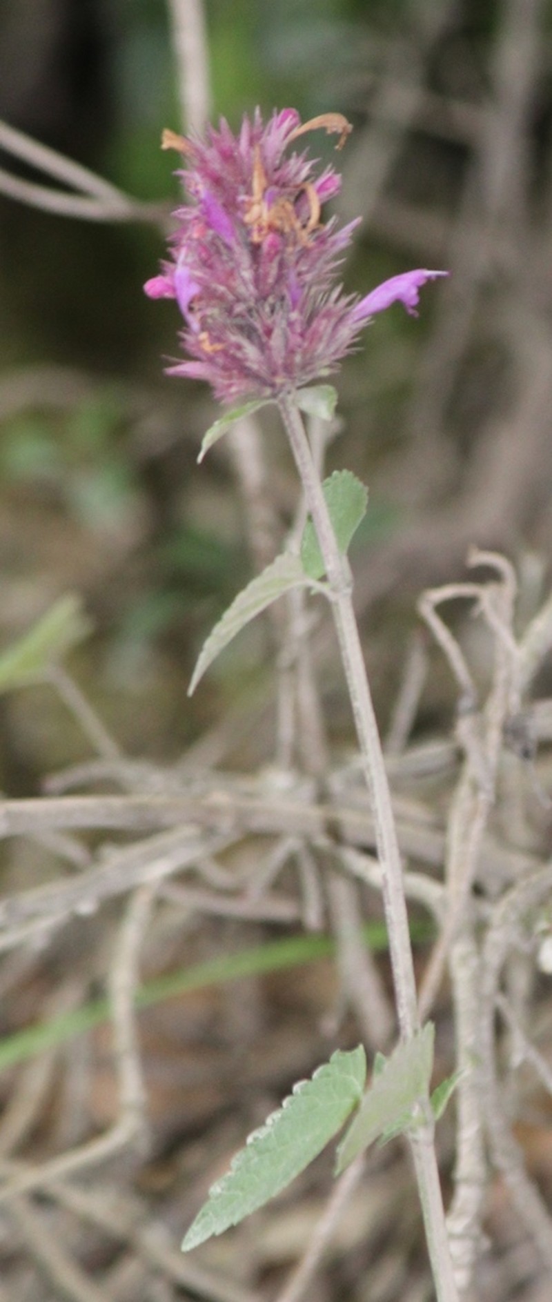 Agastache palmeri