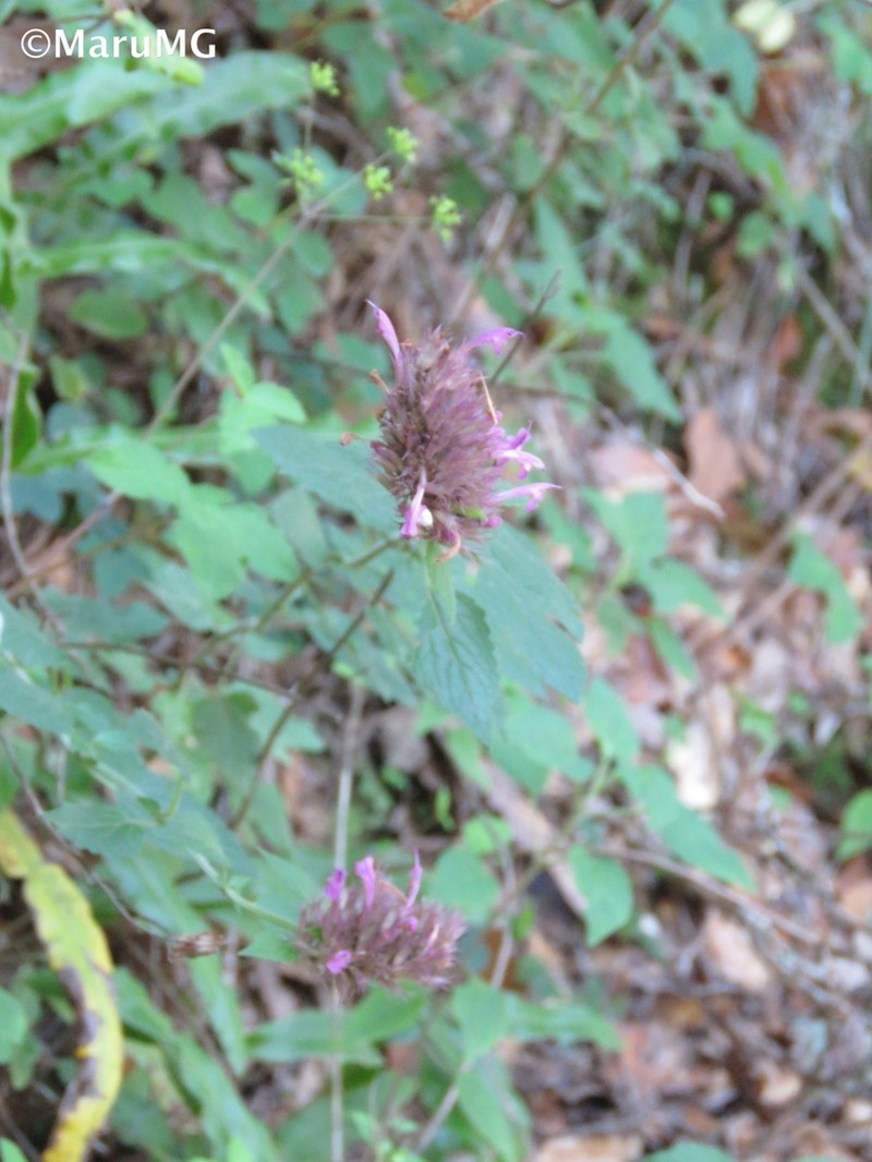 Agastache palmeri photo 2