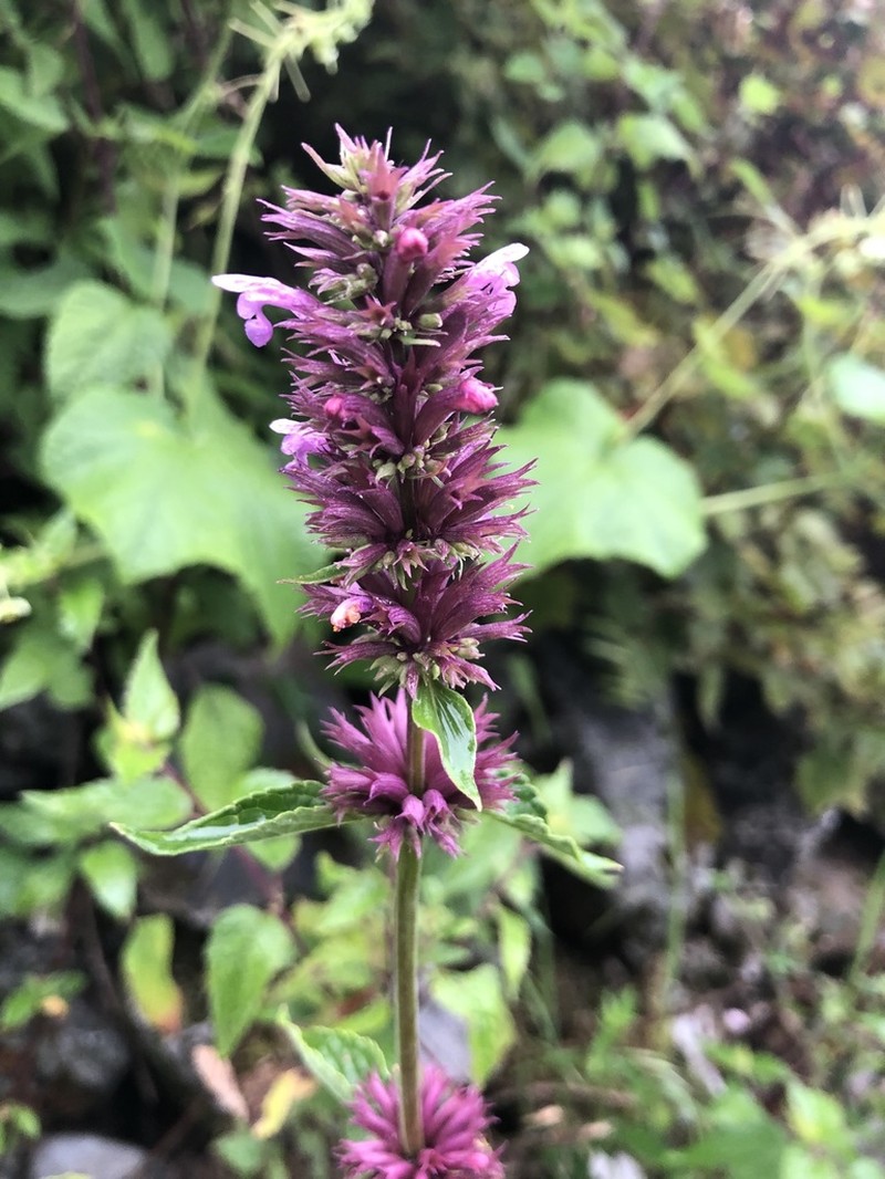 Agastache palmeri photo 3