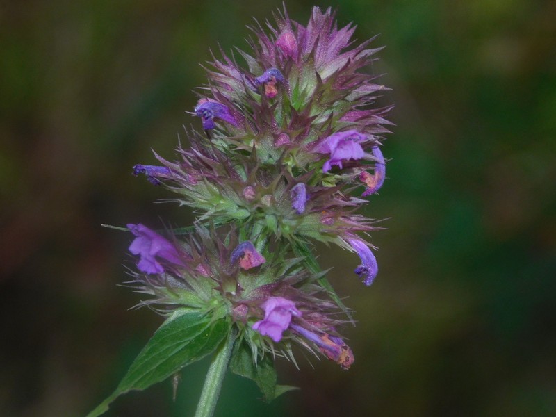 Agastache palmeri photo 4