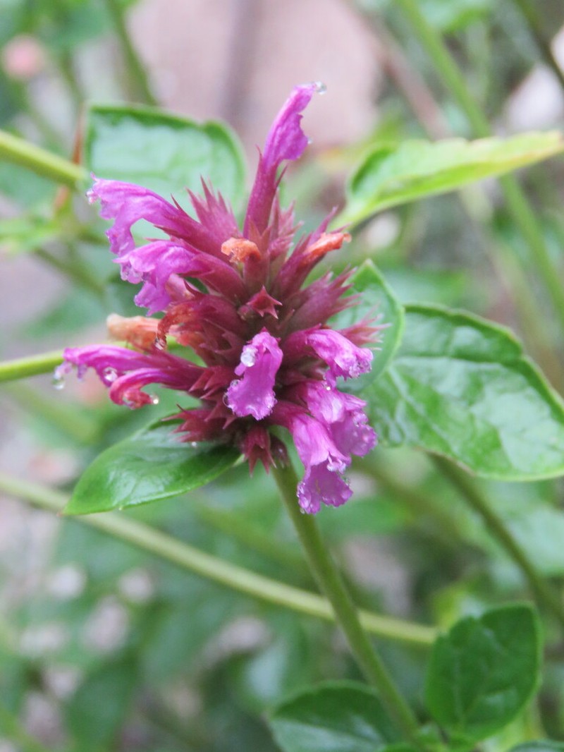 Agastache palmeri photo 5