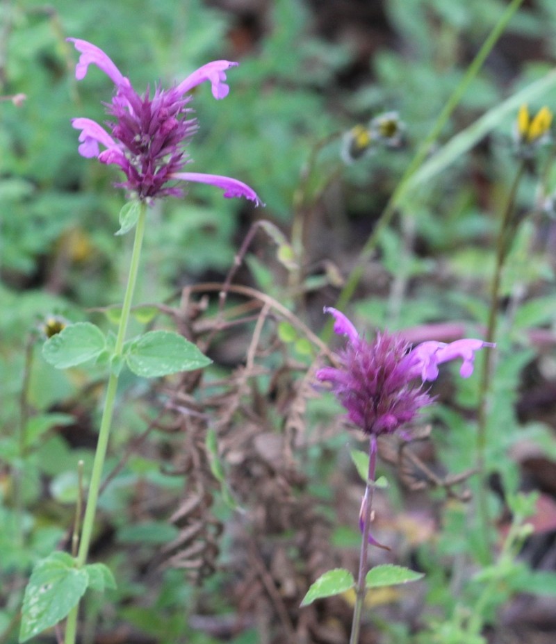 Agastache palmeri photo 6