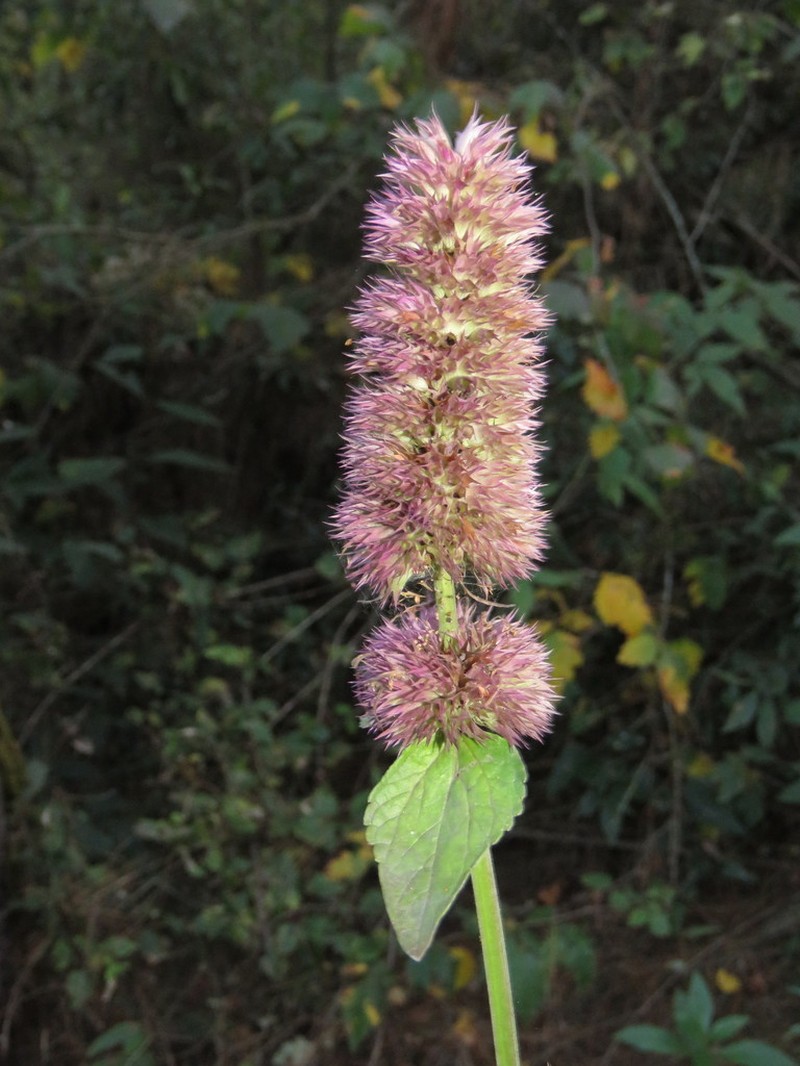 Agastache palmeri photo 7