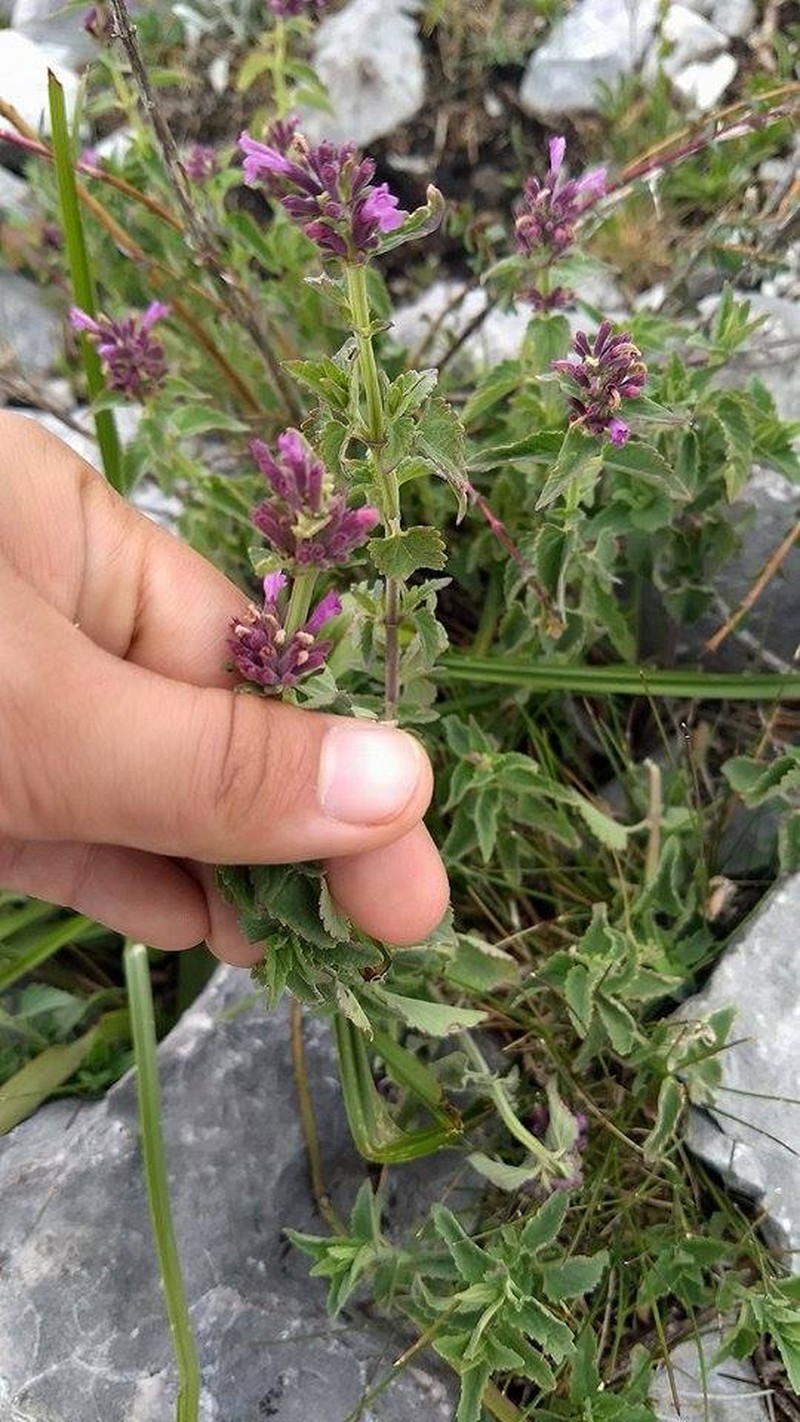 Agastache palmeri photo 8