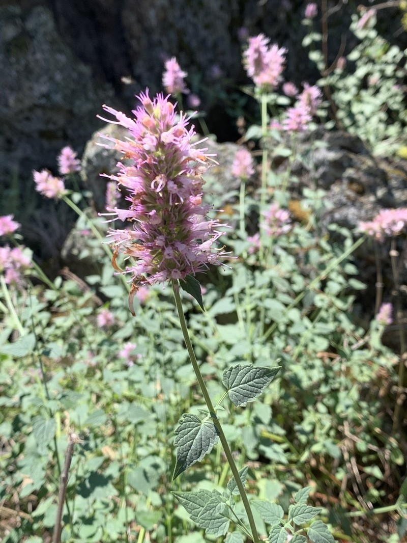 Smallleaf Giant Hyssop