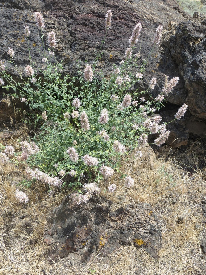 Smallleaf Giant Hyssop photo 2