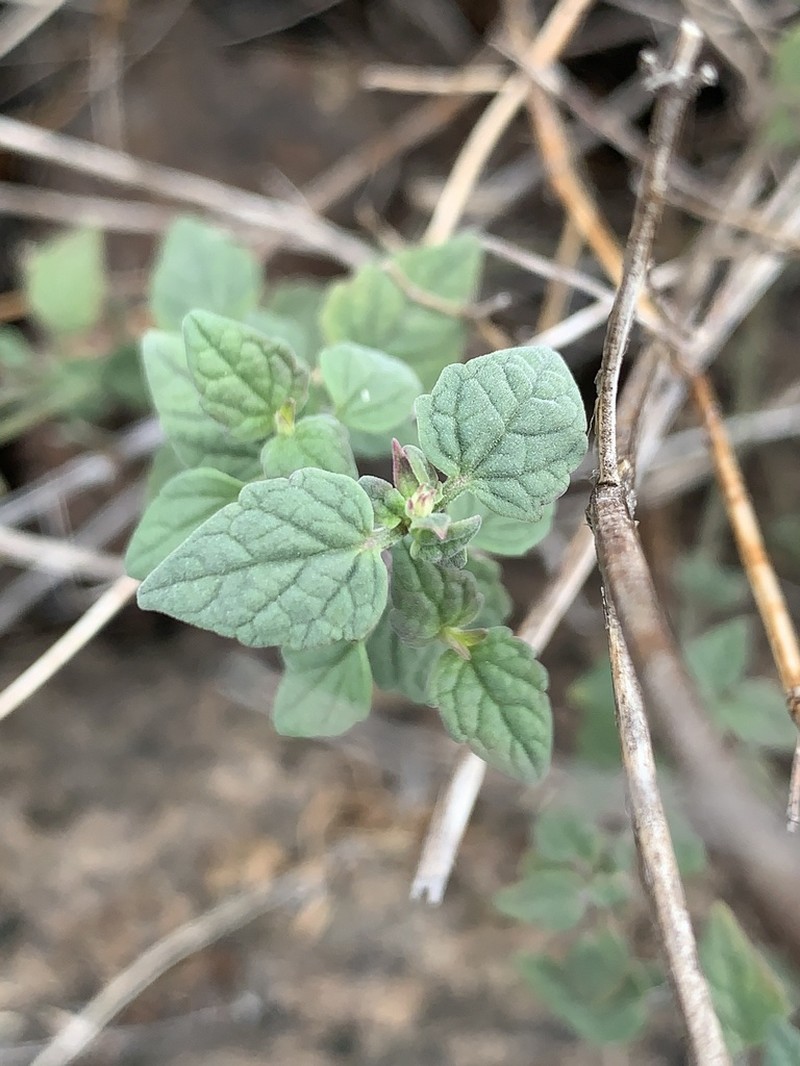 Smallleaf Giant Hyssop photo 3