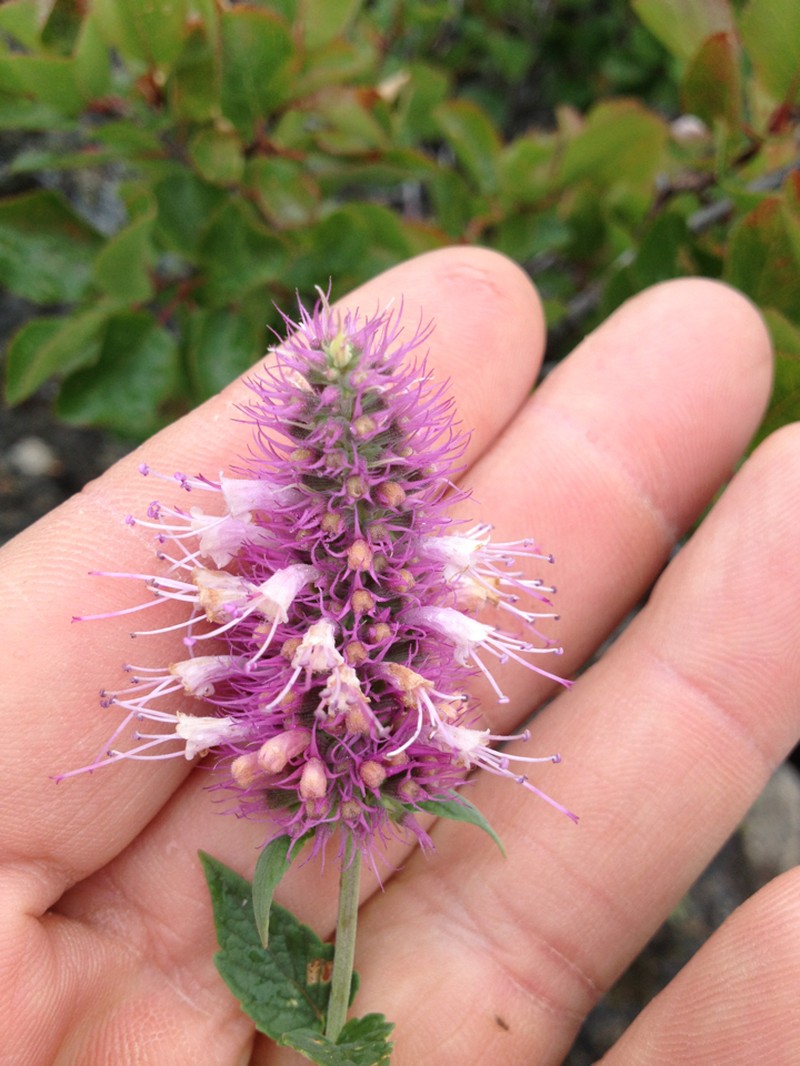 Smallleaf Giant Hyssop photo 4