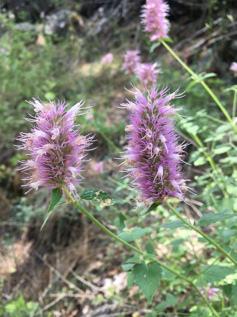 Smallleaf Giant Hyssop photo 5