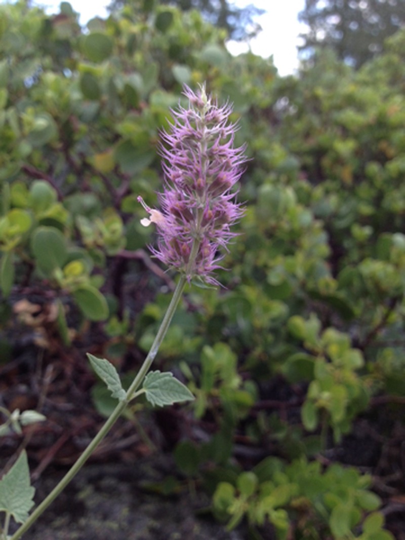 Smallleaf Giant Hyssop photo 6