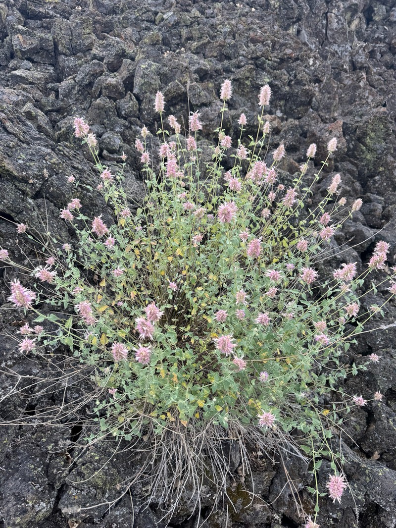 Smallleaf Giant Hyssop photo 7