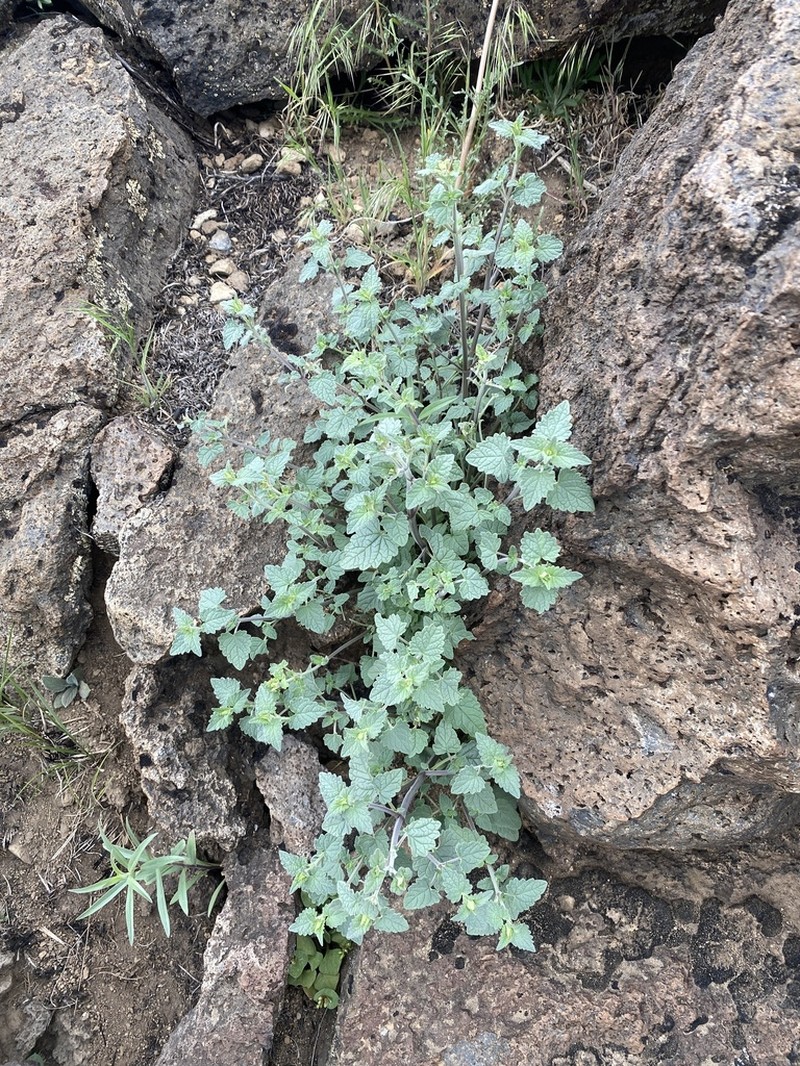 Smallleaf Giant Hyssop photo 8