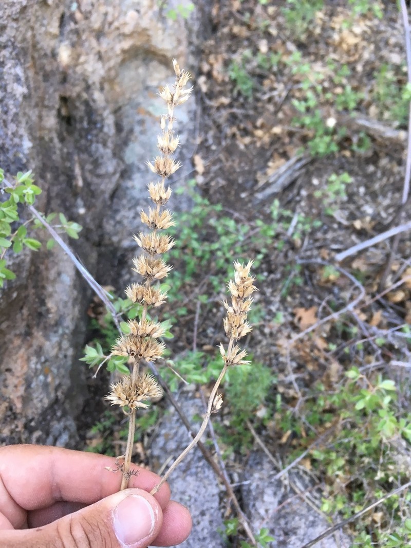 Pringle's Giant Hyssop photo 2