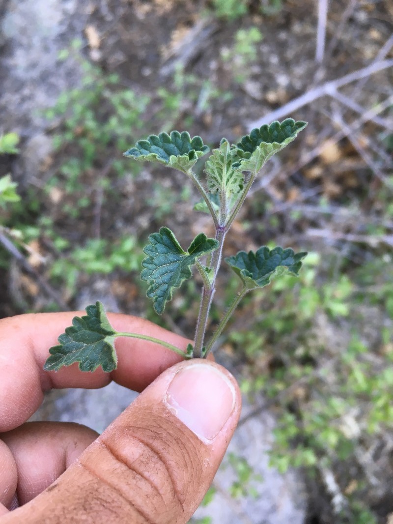 Pringle's Giant Hyssop photo 3