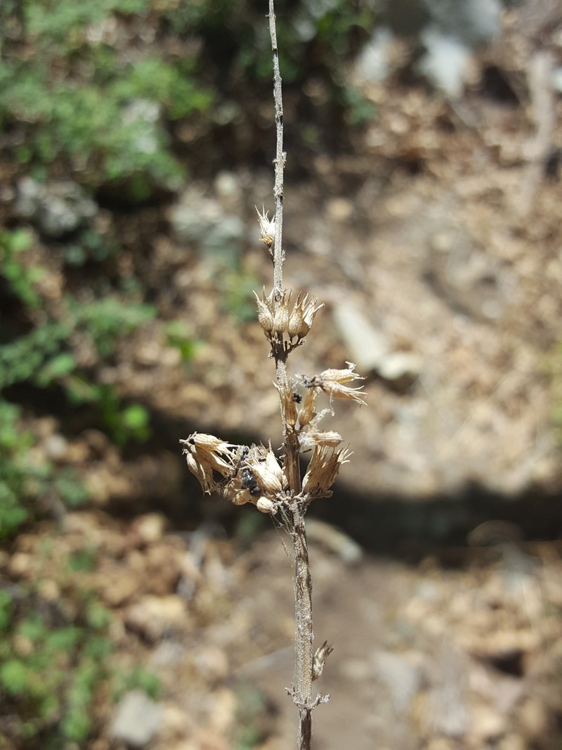 Pringle's Giant Hyssop photo 4