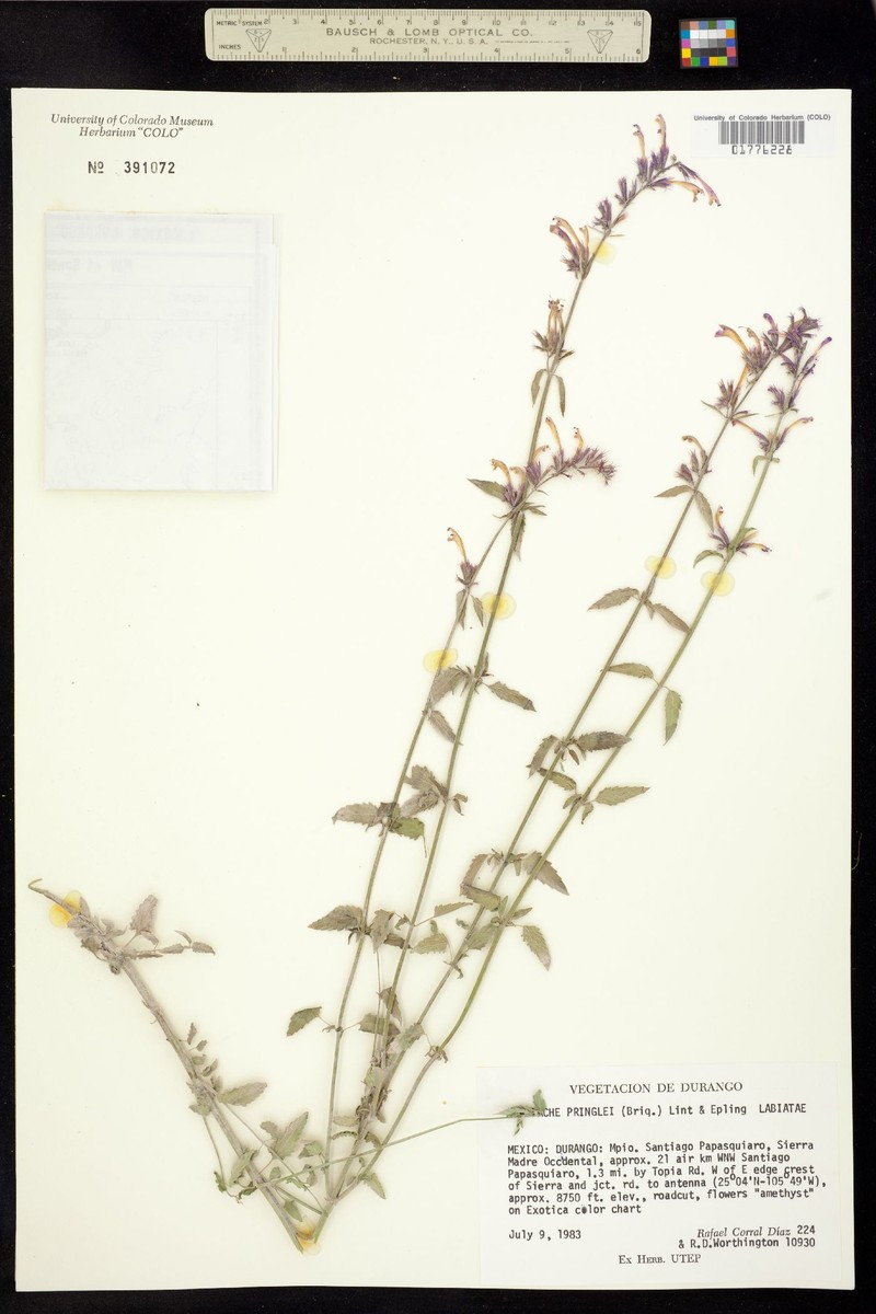 Pringle's Giant Hyssop photo 5