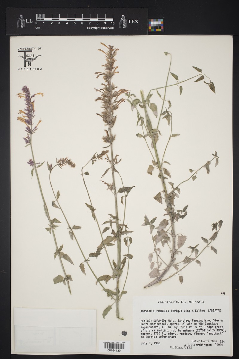 Pringle's Giant Hyssop photo 6