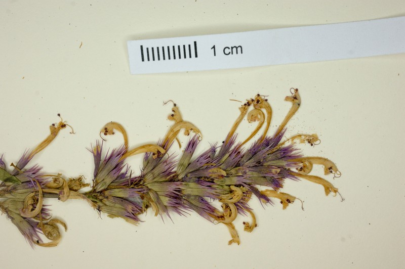 Pringle's Giant Hyssop photo 7