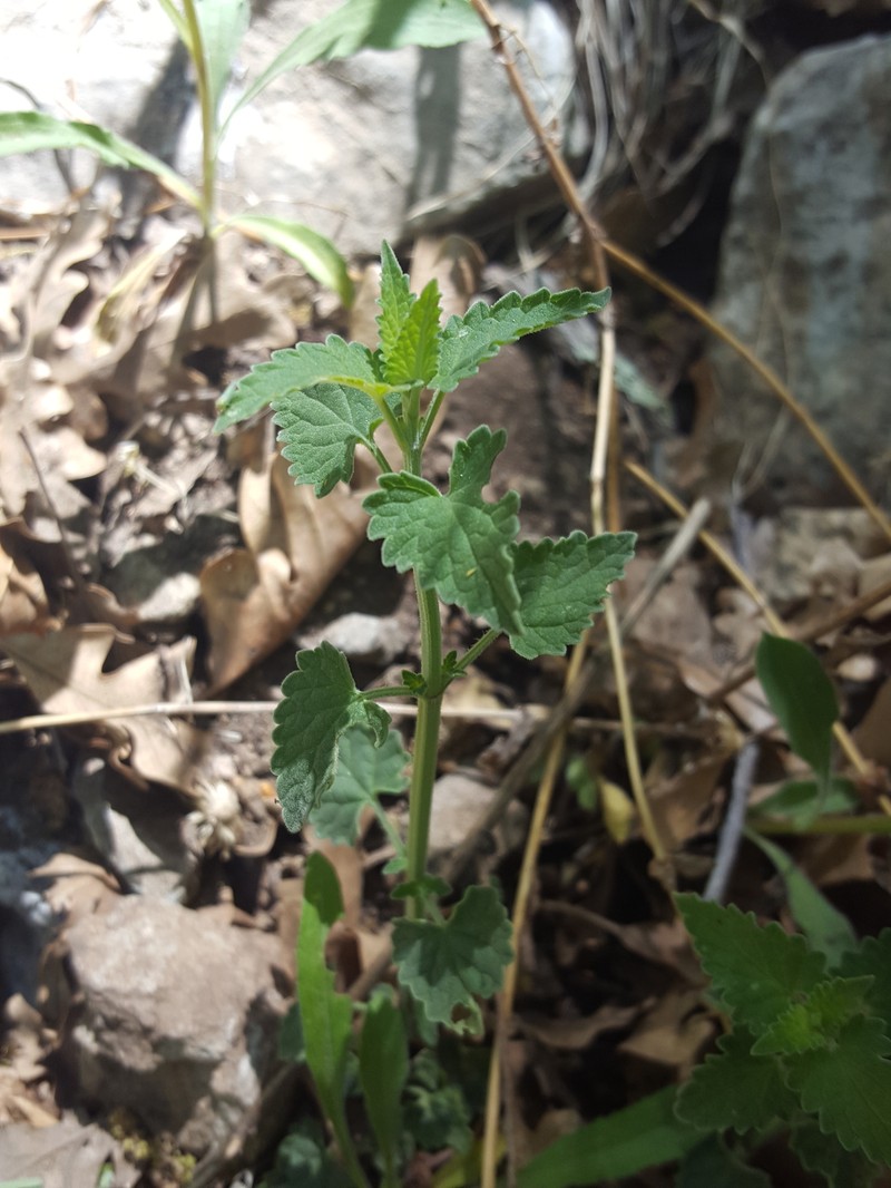 Agastache pringlei var. verticillata photo 2