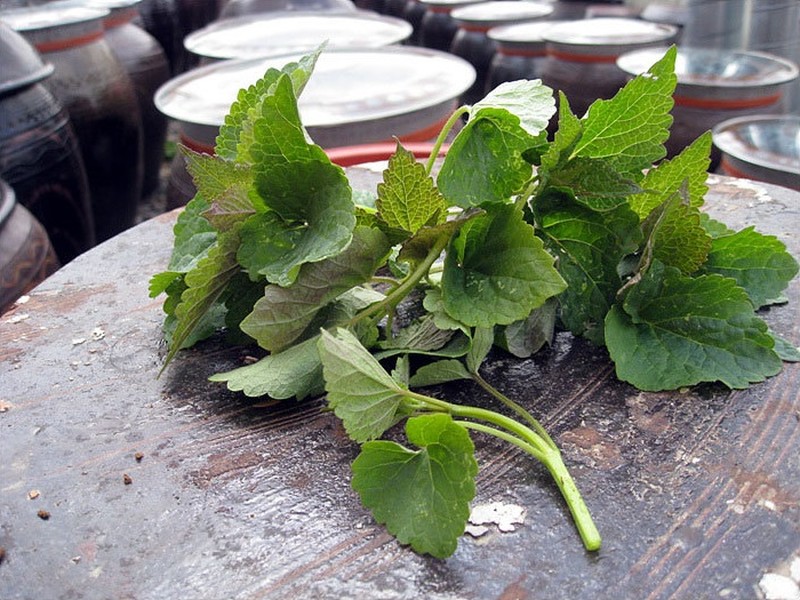 Agastache rugosa photo 2