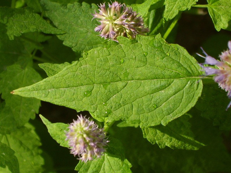 Agastache rugosa photo 4