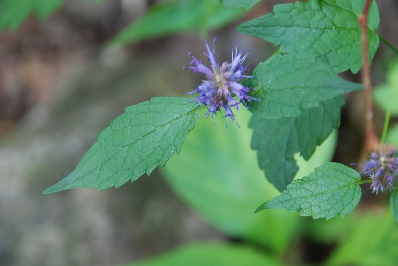 Agastache rugosa photo 5