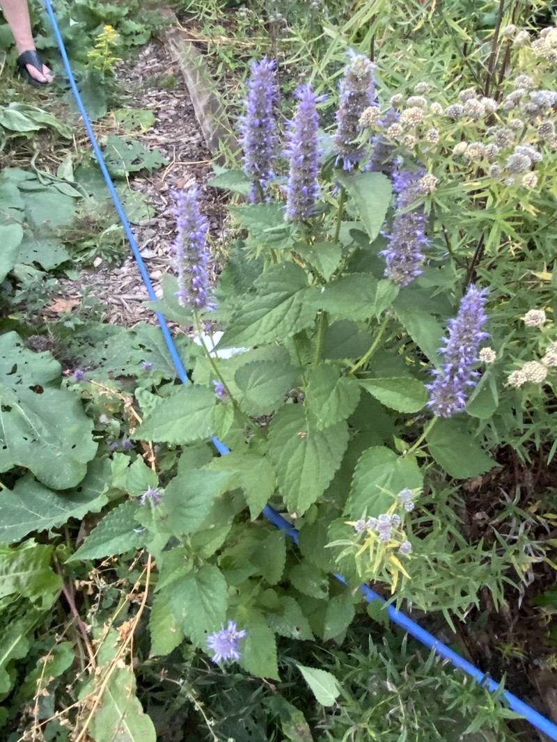 Agastache rugosa photo 6