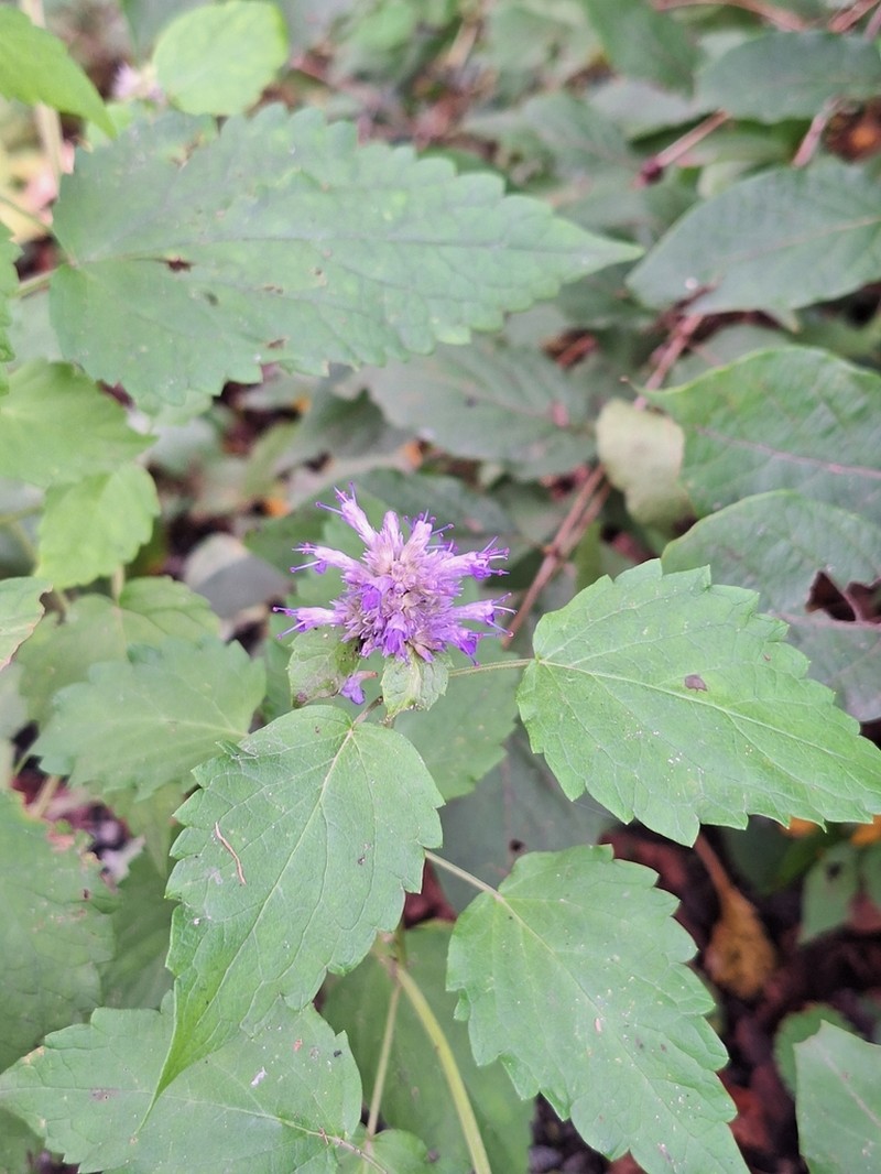 Agastache rugosa photo 7