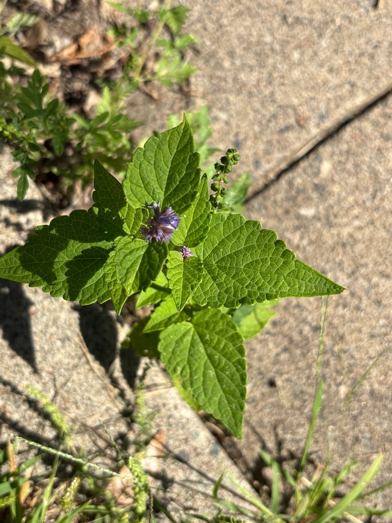 Agastache rugosa photo 8