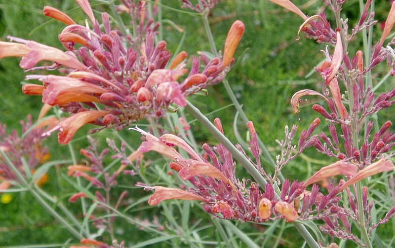 Threadleaf Giant Hyssop photo 2
