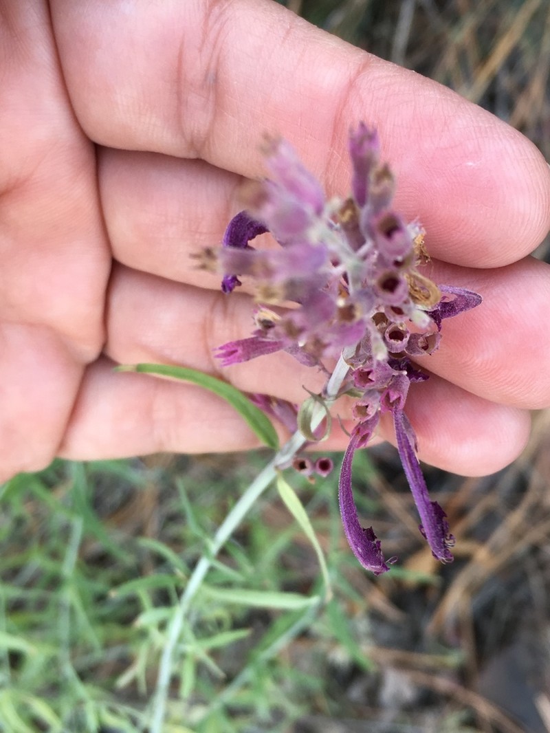 Threadleaf Giant Hyssop photo 3