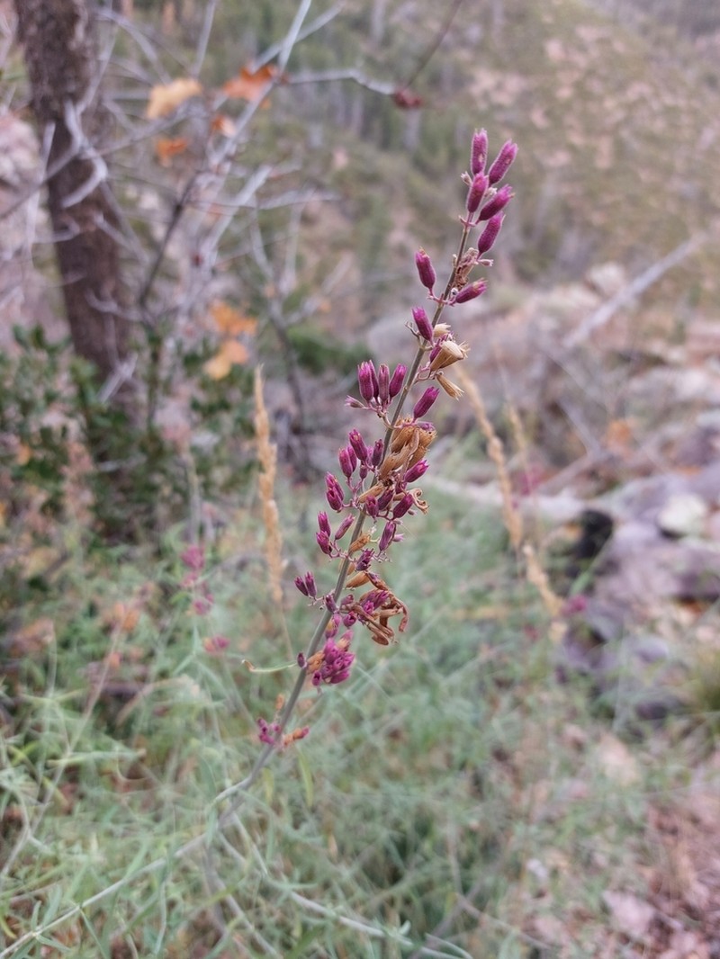 Threadleaf Giant Hyssop photo 4