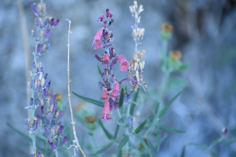 Threadleaf Giant Hyssop photo 5
