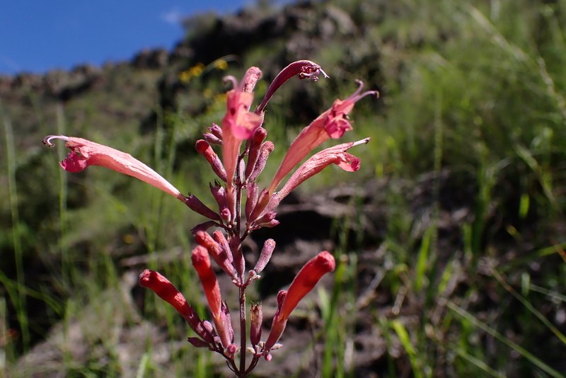 Threadleaf Giant Hyssop photo 6