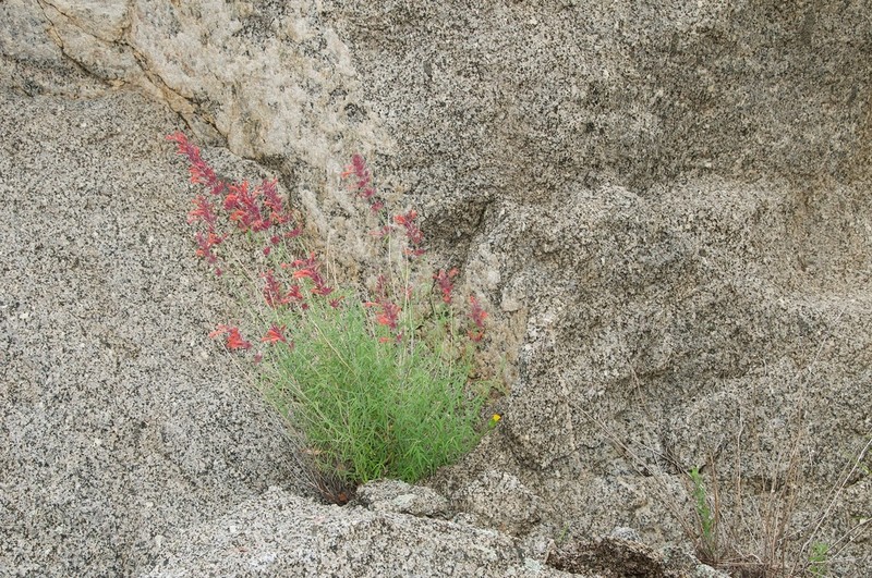 Threadleaf Giant Hyssop photo 8