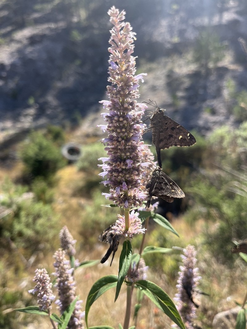 Agastache sandersiana