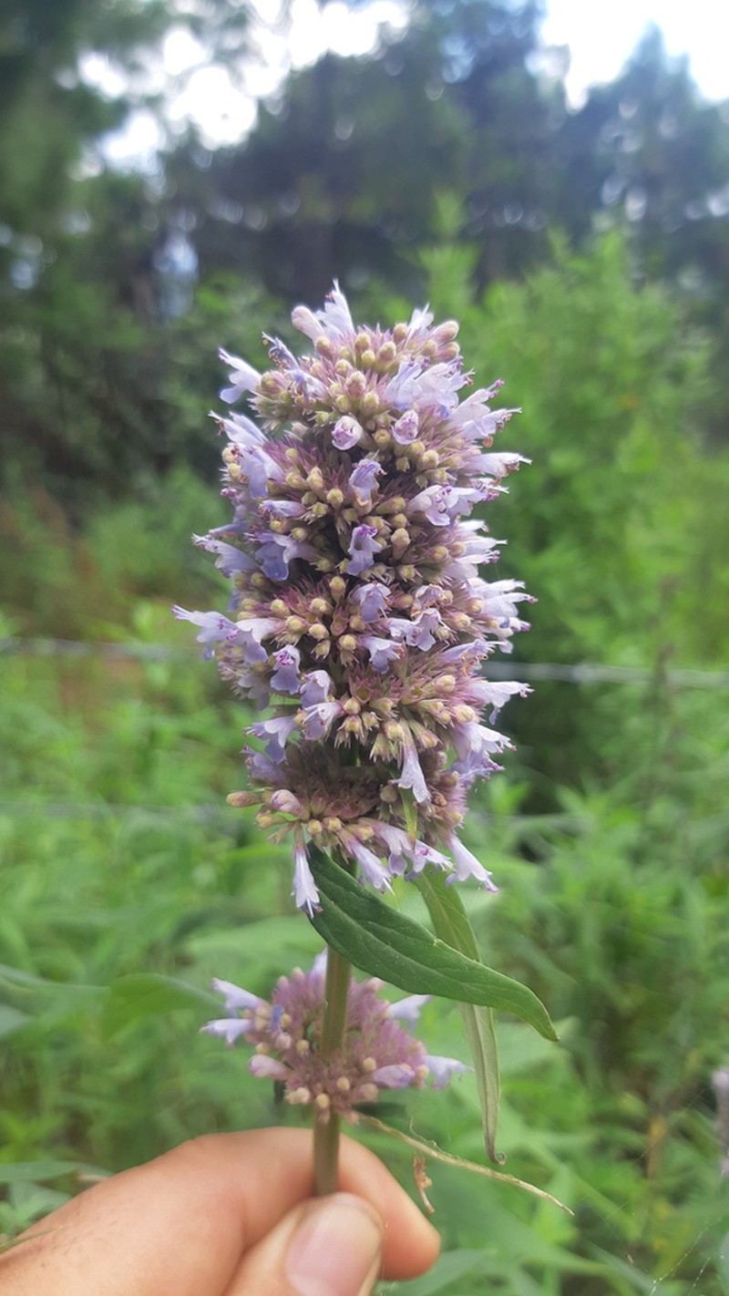 Agastache sandersiana photo 2