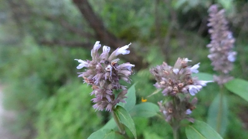 Agastache sandersiana photo 3