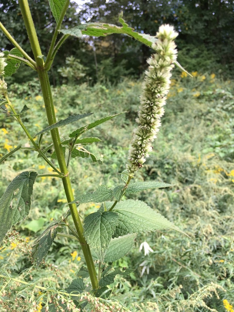 Purple Giant Hyssop photo 2