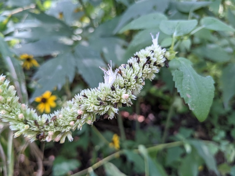 Purple Giant Hyssop photo 4