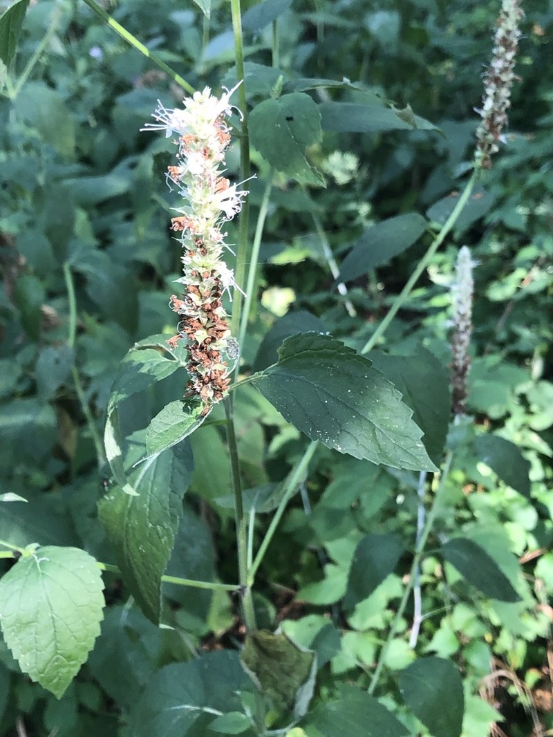Purple Giant Hyssop photo 5