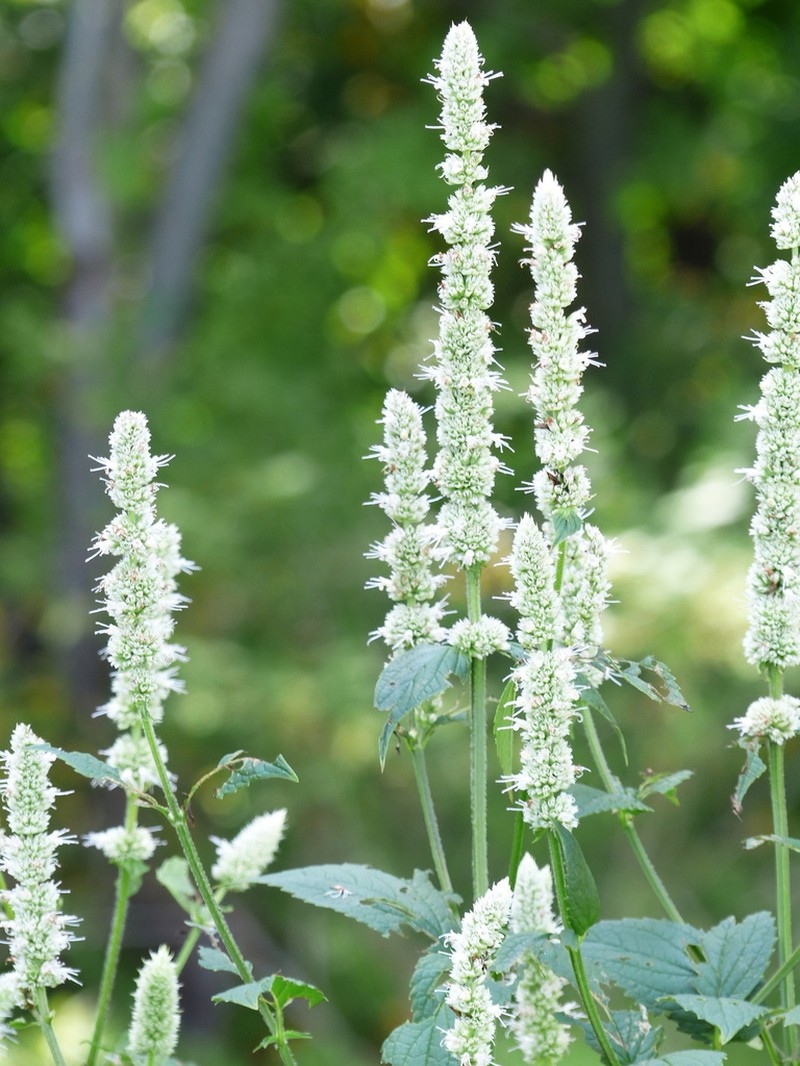 Purple Giant Hyssop photo 7