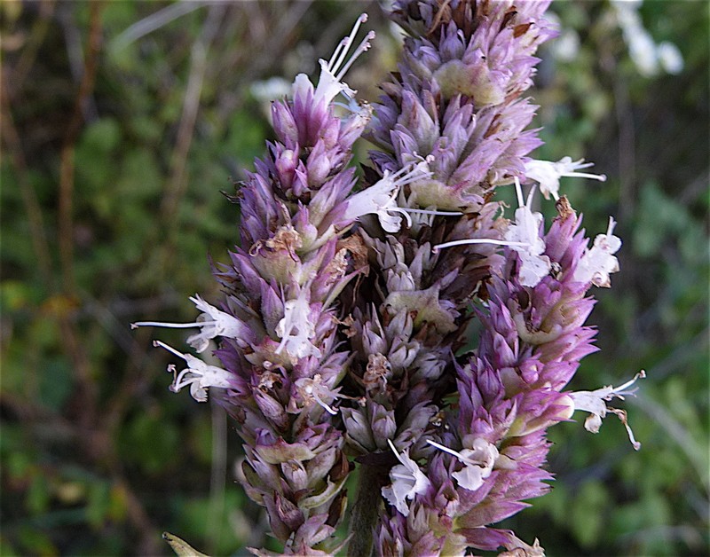 Purple Giant Hyssop photo 8