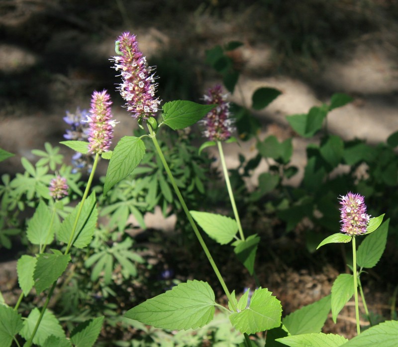 Nettleleaf Giant Hyssop