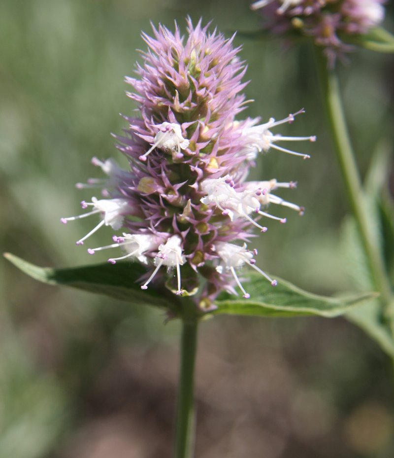 Nettleleaf Giant Hyssop photo 2